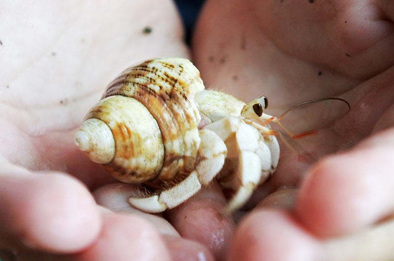 Holding a hermit crab