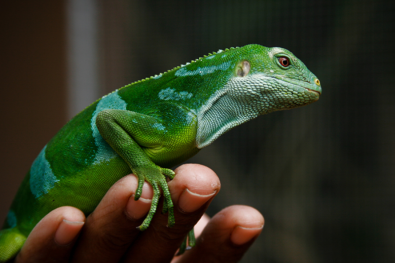 Fijian crested iguana