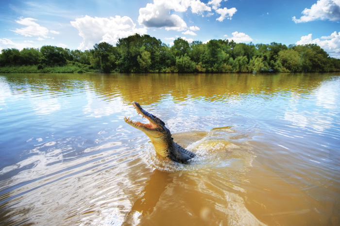 a crocodile jumps from the water in Adelaide River