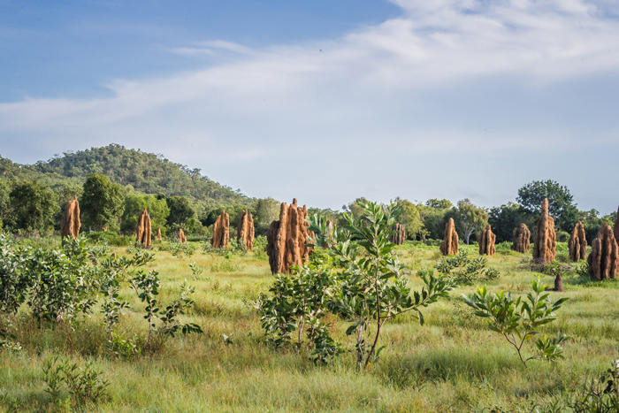 termite cathedral Adelaide River Northern Territory