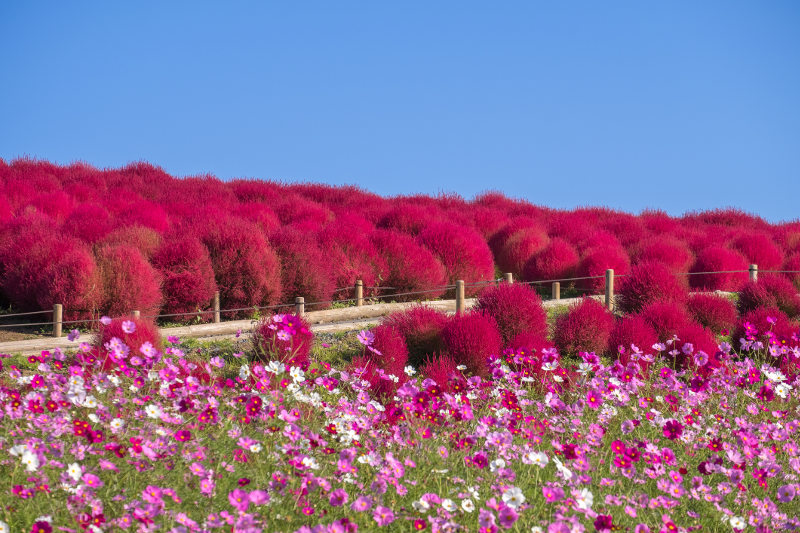 A kochia scoparia and cosmos flower field at Hitachi Seaside Park in Japan.