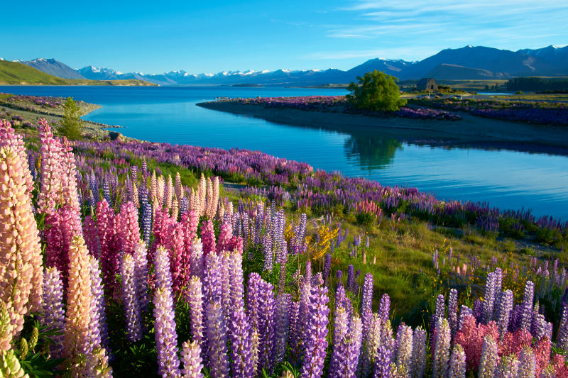 Early morning sun falls on lupins near Lake Tekapo on New Zealand's South Island.
