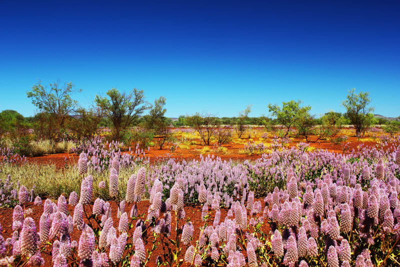 Pink mulla mulla wildflowers bloom in the West Australian Outback.