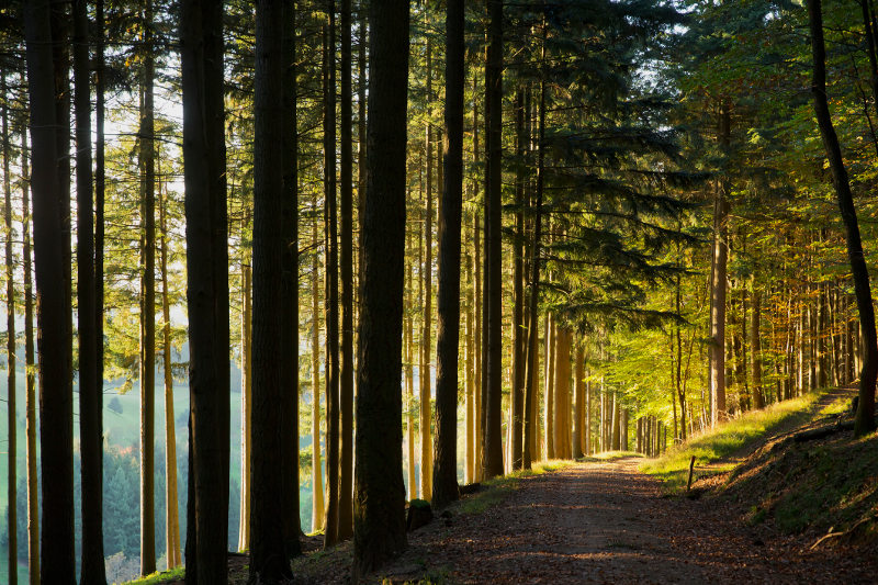 Sunlight splits tall trees in Germany's Black Forest.