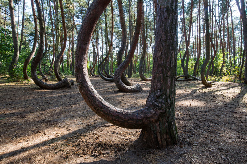 Pine trees bend and curve sharply upwards in Poland's Crooked Forest.
