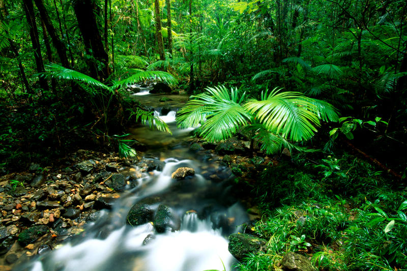 Bright green plants in Queensland's Daintree Rainforest.