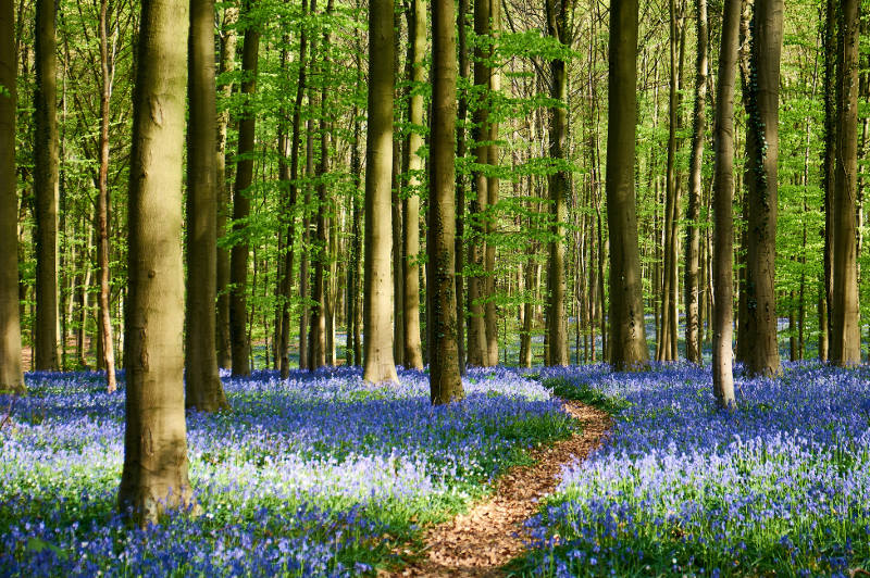 Bluebells form a carpet beneath tall trees in Hallerbos, Belgium.