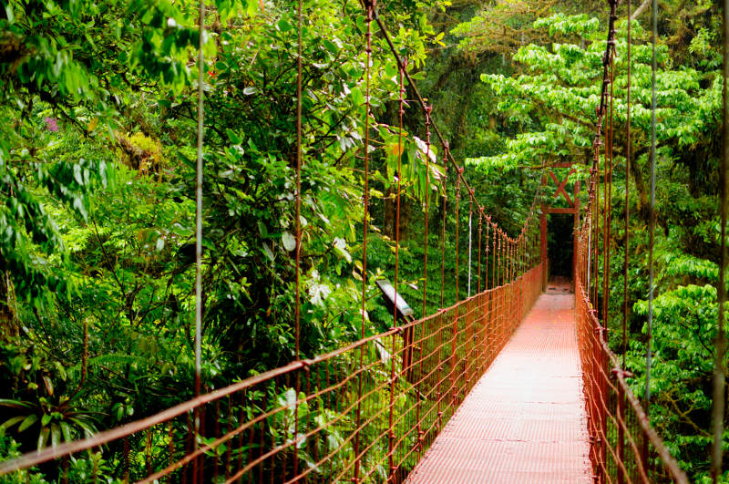 A treetop walkway through the Monteverde Cloud Forest Reserve in Costa Rica.