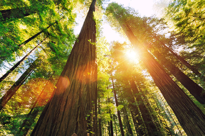 Looking up at towering redwoods in California's Redwood National Park.