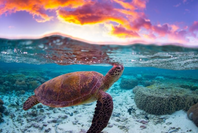 Image of turtle underwater at sunset