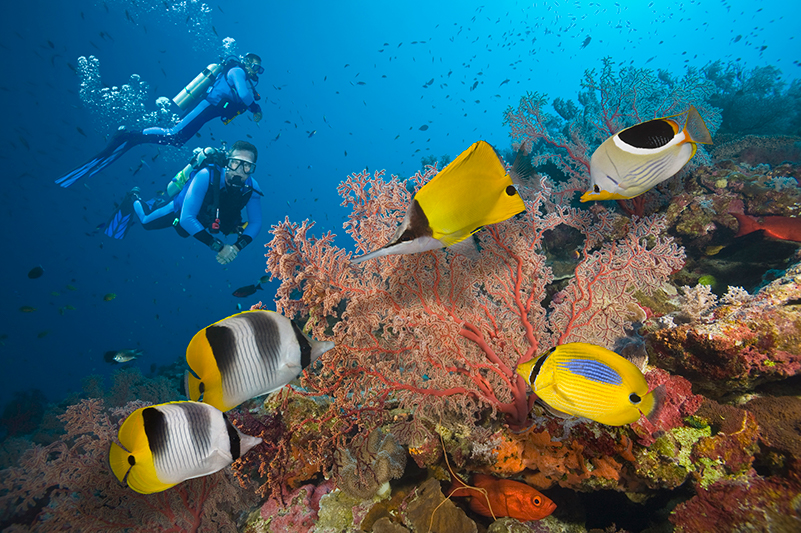 Diving the Great Barrier Reef