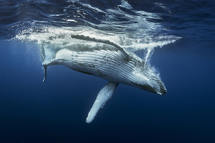 humpback whale underwater 