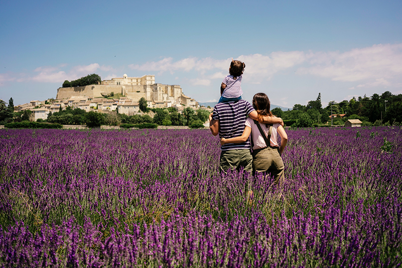 A field of lavender in Provence, France