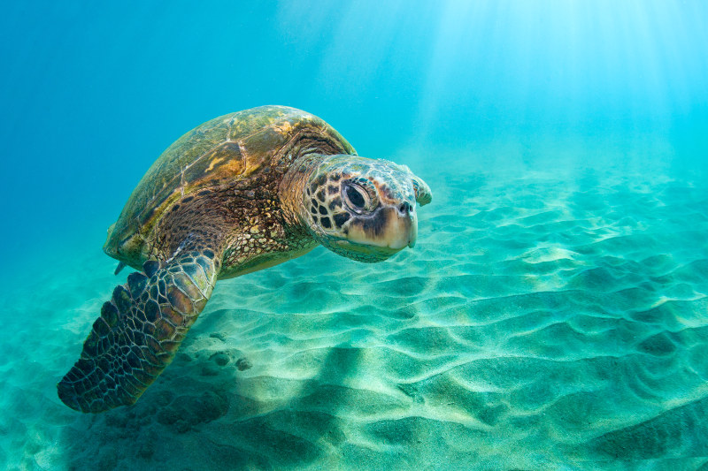 Green turtle in sea