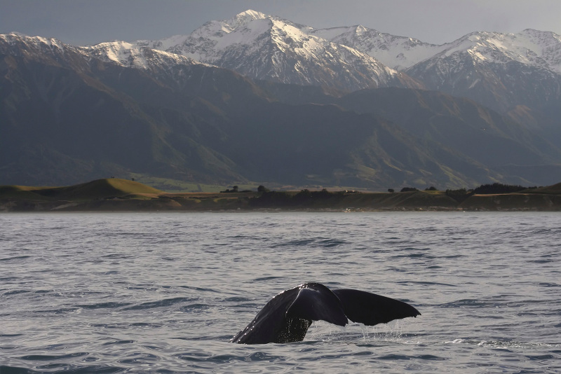 Sperm whale breaching, New Zealand