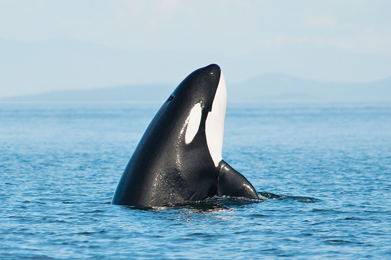 orcas off vancouver island