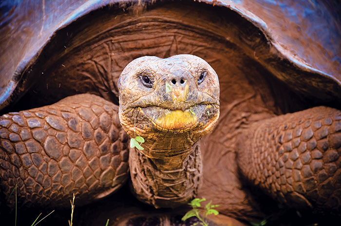 The wise eyes of a Galapagos giant tortoise.