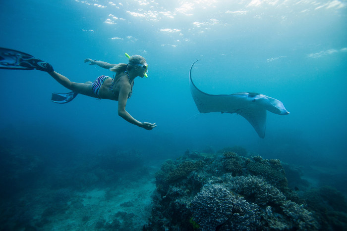 Woman swimming with manta ray