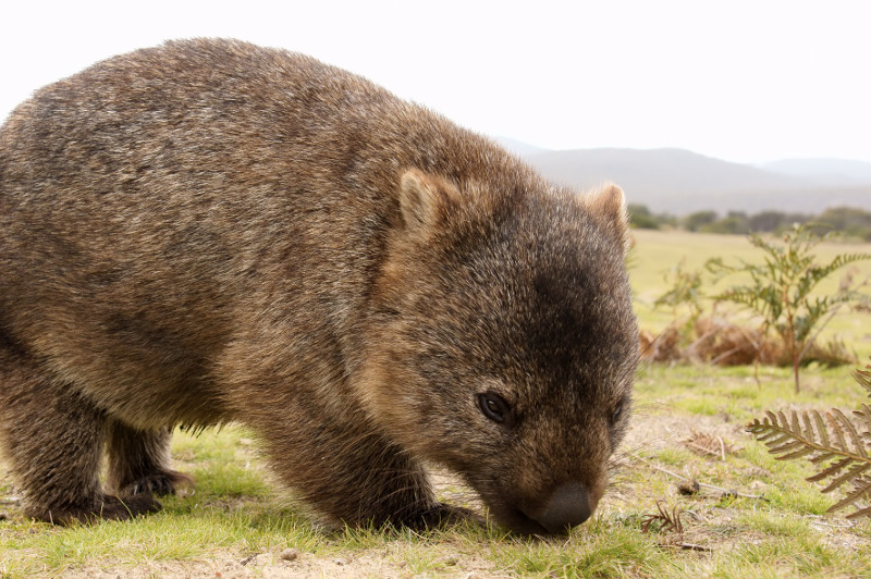 A healthy young wombat exploring Narawntapu National Park, Tasmania