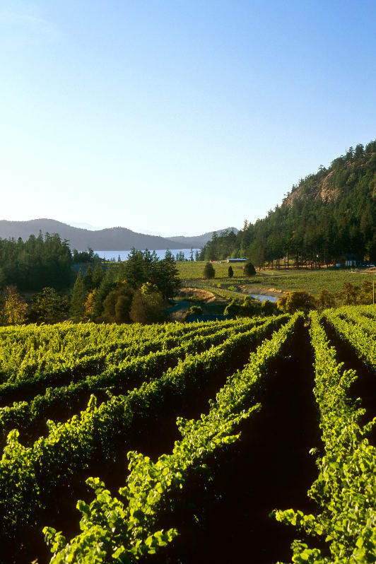 vineyard by ocean