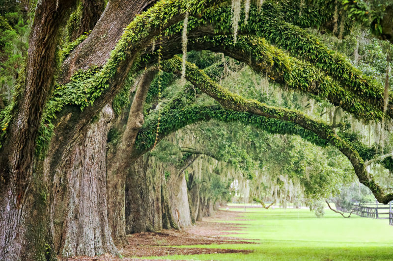 Ancient oak trees of Boone Hall Plantation