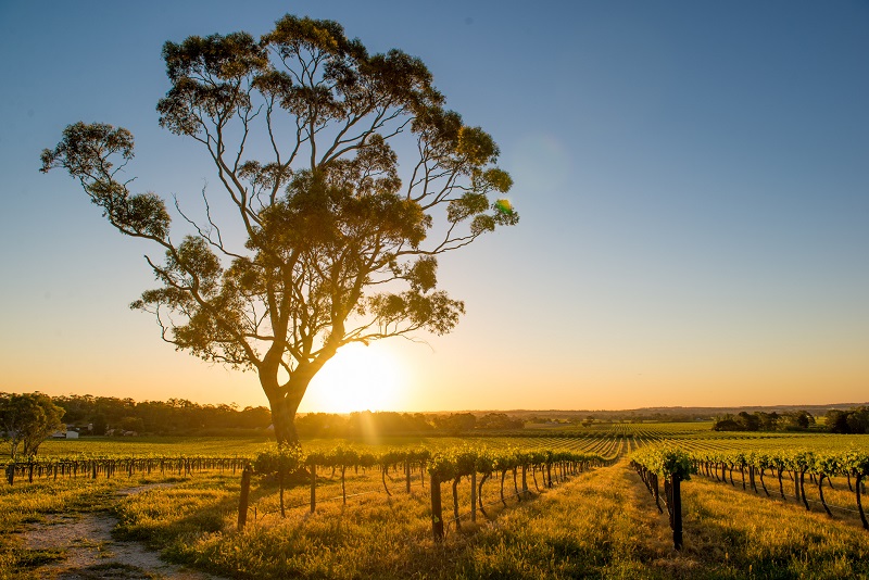Vineyards Barossa Valley, Adelaide - Australia