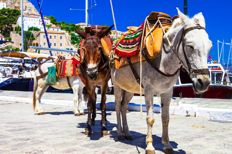 Donkeys for hire on the waterfront in Hydra, Greece.