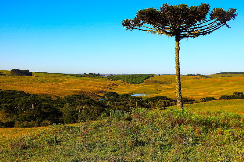 The araucaria tree on farmland in South America