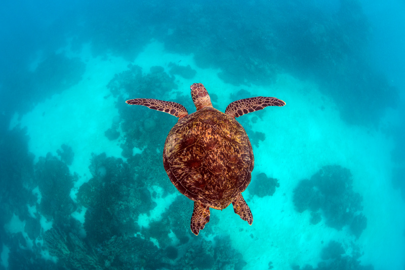 Sea turtle