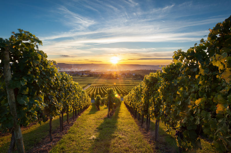 sunrise over vineyard