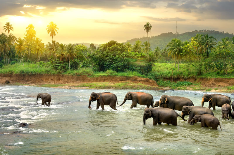 elephants running in river