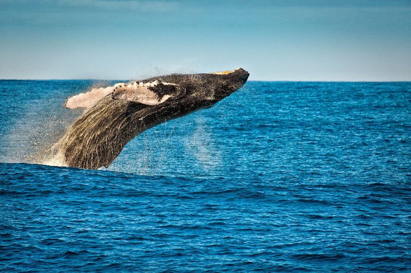 Humpback whale breaching off the island of Kauai