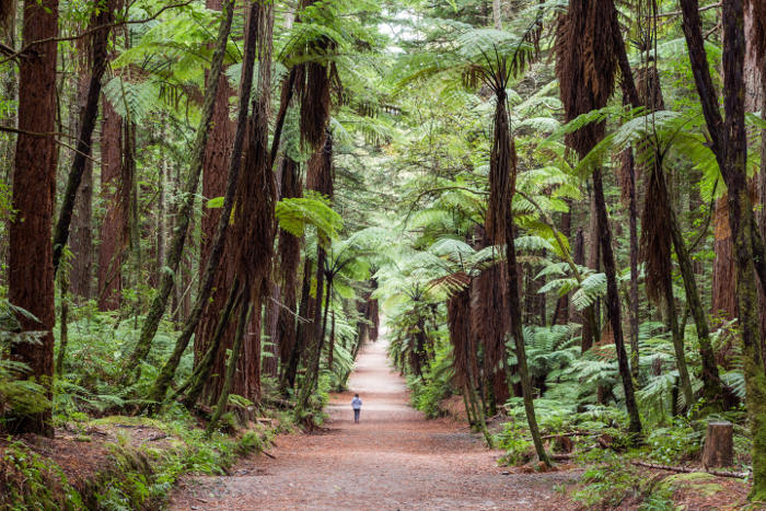 rotorua redwood forest