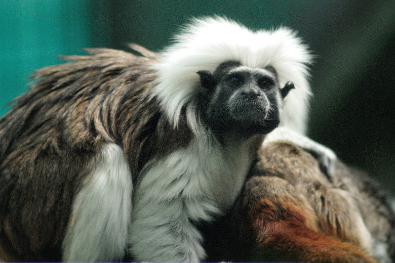 Cotton top tamarin, monkey, Perth Zoo Australia