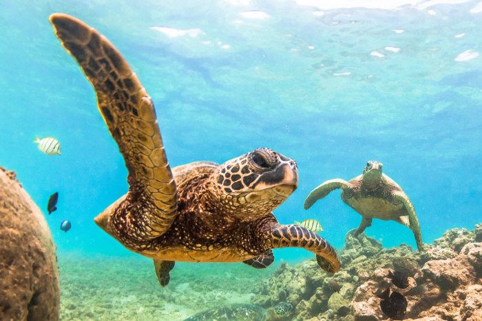 hawaiian green sea turtle oahu