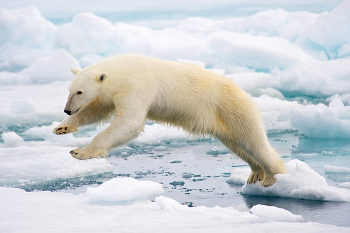 polar bear on ice floe