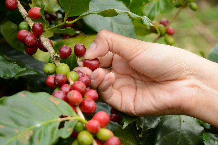 coffee beans on bush hawaii