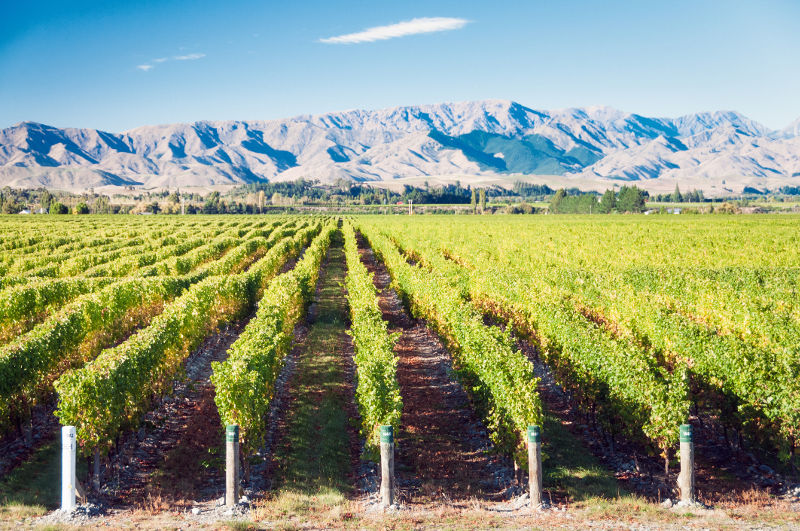 Vineyard, New Zealand