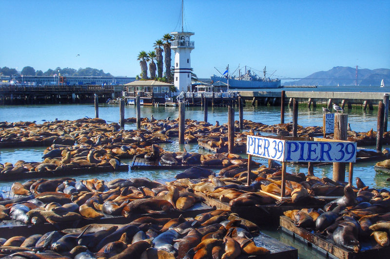 Sea Lions on pier