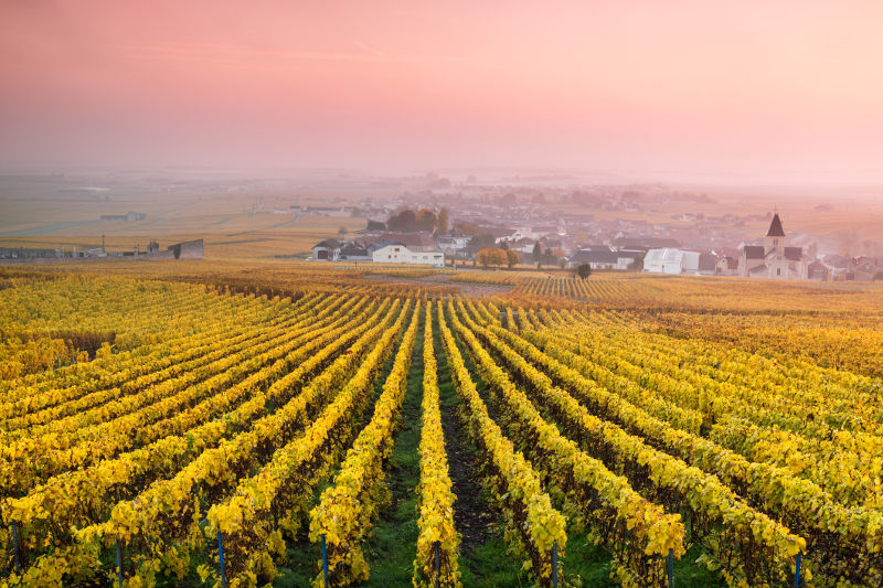 Vineyards in France, Europe