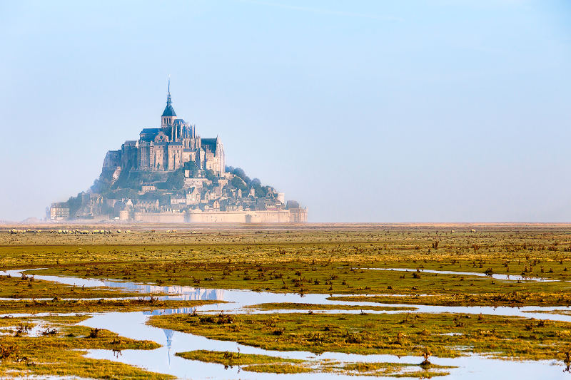 mont saint michel with sheep fields in foreground