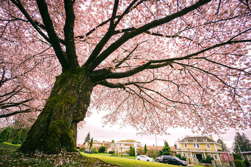 Cherry blossom tree, Queen Elizabeth Park, Vancouver