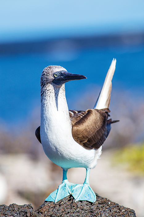 A blue-footed booby is one of the most distinctive marine birds native to the Galapagos.