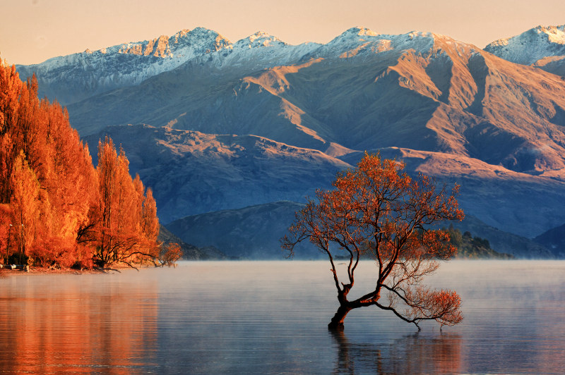 The Wanaka Tree, New Zealand