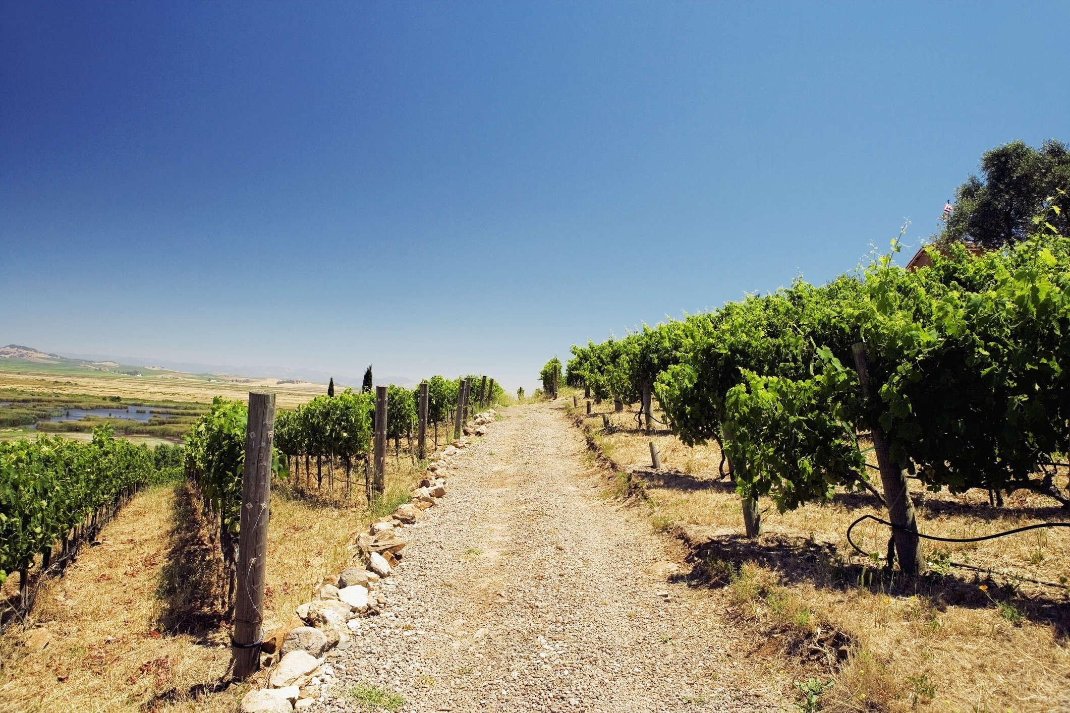 Panoramic view of a vineyard, Napa Valley, California, USA