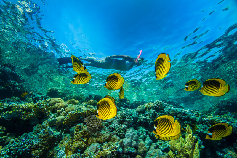 Woman snorkeling among tropical fish