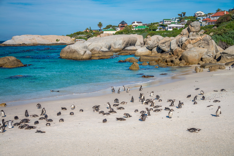 Boulder's Beach African Penguins South Africa