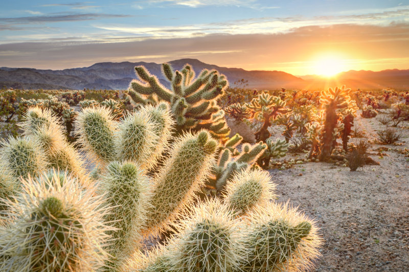 Cholla Cactus in desert USA