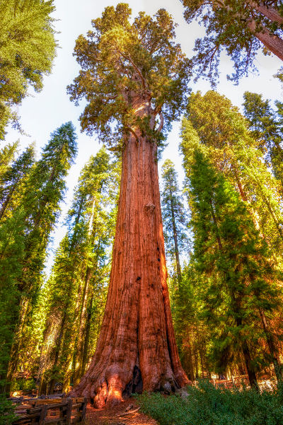 largest tree in the world general sherman tree california