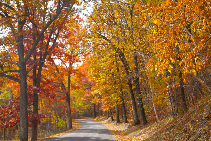 country road through forest